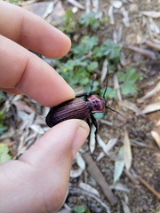 Carabus morbillosus