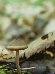 Entoloma cetratum
