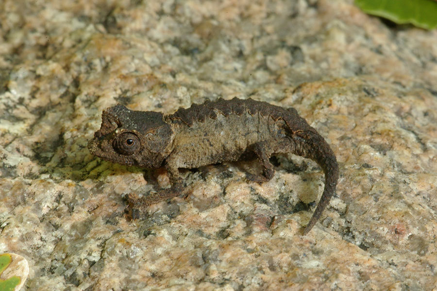 Anja Reserve Leaf Chameleon