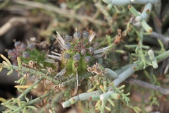 Euphorbia mammillaris