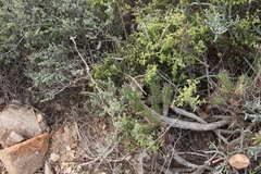 Euphorbia mammillaris