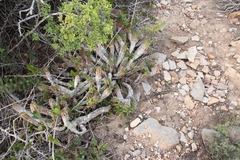 Euphorbia mammillaris