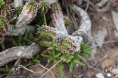 Euphorbia mammillaris