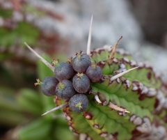 Euphorbia mammillaris