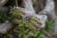 Euphorbia mammillaris