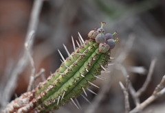 Euphorbia mammillaris