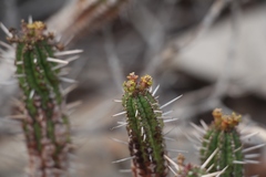 Euphorbia mammillaris