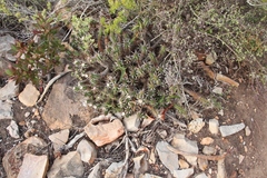 Euphorbia mammillaris