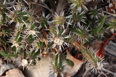 Euphorbia mammillaris