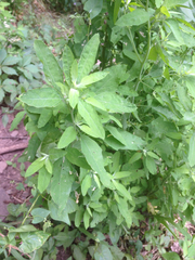 Chenopodium standleyanum