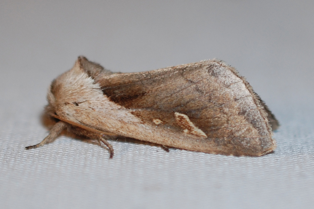 Cattail Borer Moth