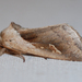 Cattail Borer Moth - Photo (c) Larry Clarfeld, some rights reserved (CC BY-NC), uploaded by Larry Clarfeld