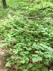 Hylodesmum