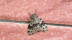 Parasiccia punctilinea