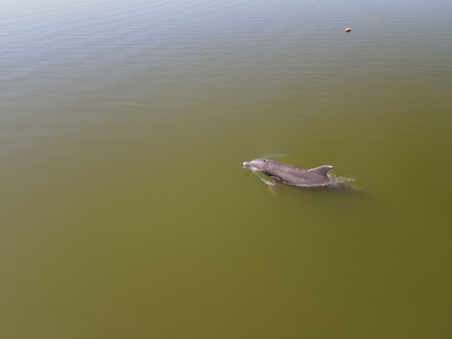 Tamanend's Bottlenose Dolphin