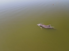 Tamanend's Bottlenose Dolphin photo 3