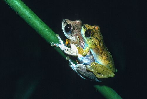 Yaounde Reed Frog