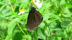 Euploea eunice hobsoni