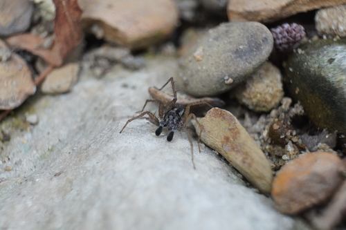 Shore Spider photo 4
