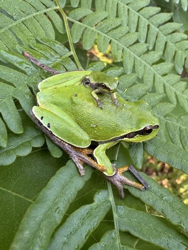 Pine barrens tree frog photographed in New Jersey