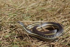 Thamnosophis lateralis