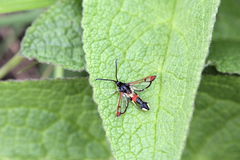 Synanthedon formicaeformis