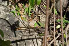 Zonosaurus laticaudatus