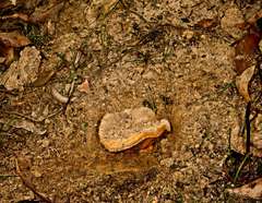 Cortinarius sublargus