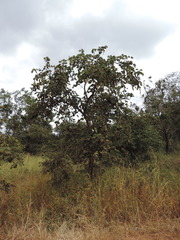 Piliostigma thonningii