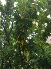 Caragana arborescens