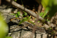 Zonosaurus laticaudatus