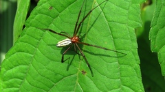 Leucauge wulingensis