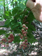 Enkianthus cernuus
