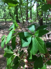 Enkianthus cernuus