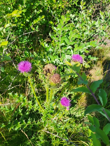 Image of Cirsium pumilum by (c) Sean Rigney, some rights reserved (CC BY)
