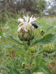 Baccharoides adoensis