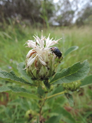 Baccharoides adoensis