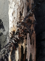 Carpophyllum maschalocarpum