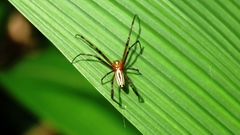 Leucauge wulingensis