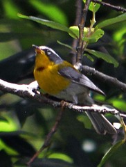 Oreothlypis superciliosa