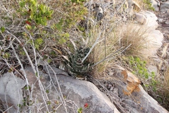 Gasteria bicolor