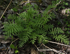 Tanacetum vulgare boreale