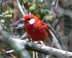 Cardellina rubra