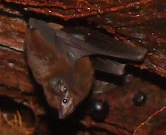 Peropteryx macrotis