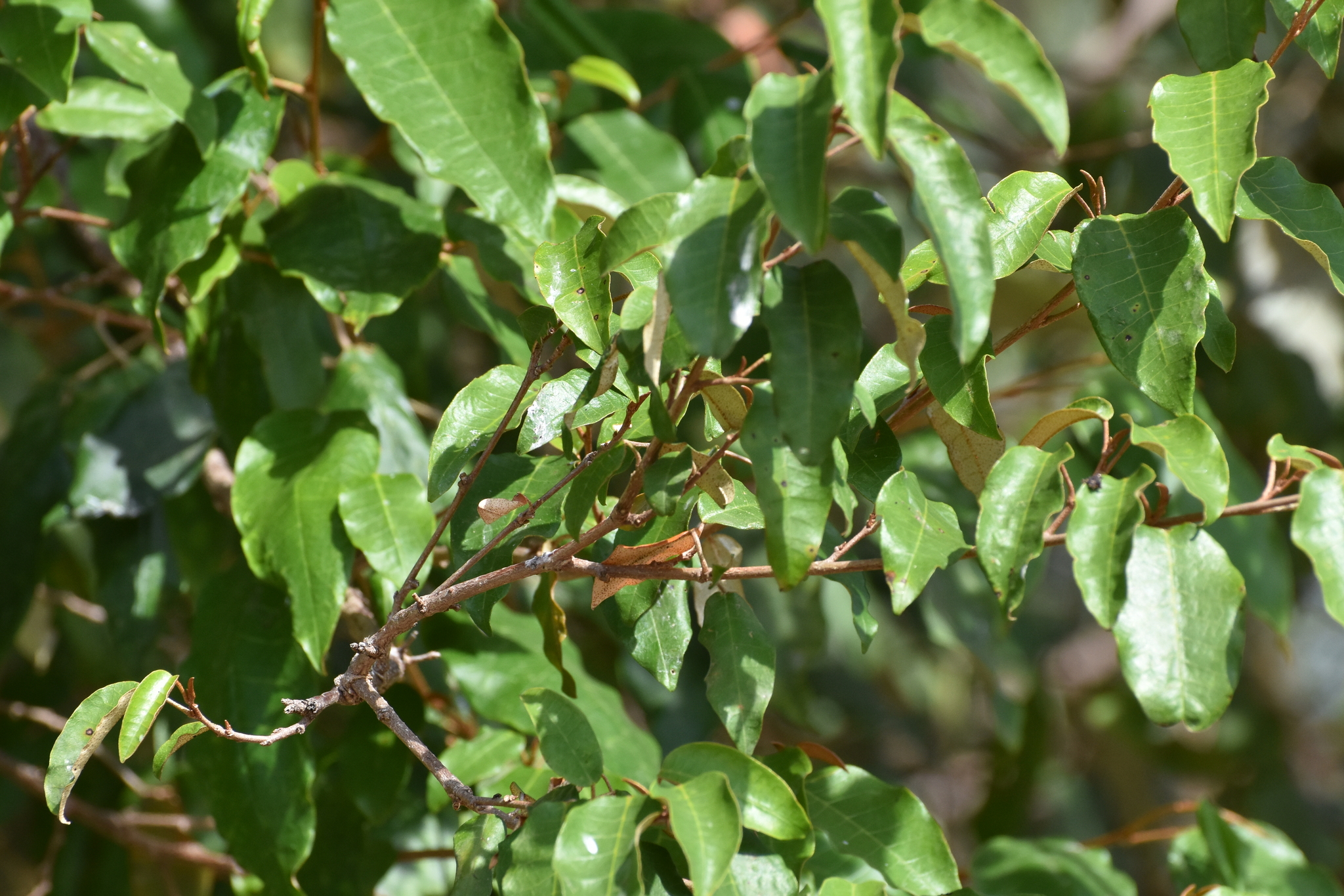 Orange-Leaf Croton (Croton dichogamus)