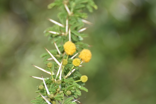 White-thorn (Vachellia hockii)