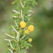 Acacia hockii