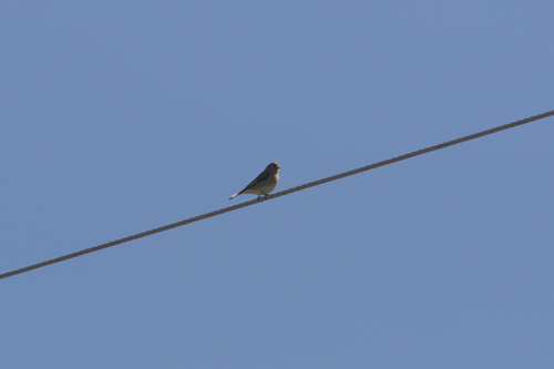 iNaturalist observation photo of Lawrence's Goldfinch