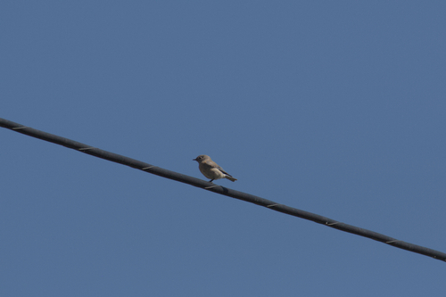 iNaturalist observation photo of Western Bluebird