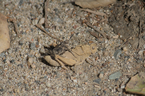 iNaturalist observation photo of Gray Dragon Lubber